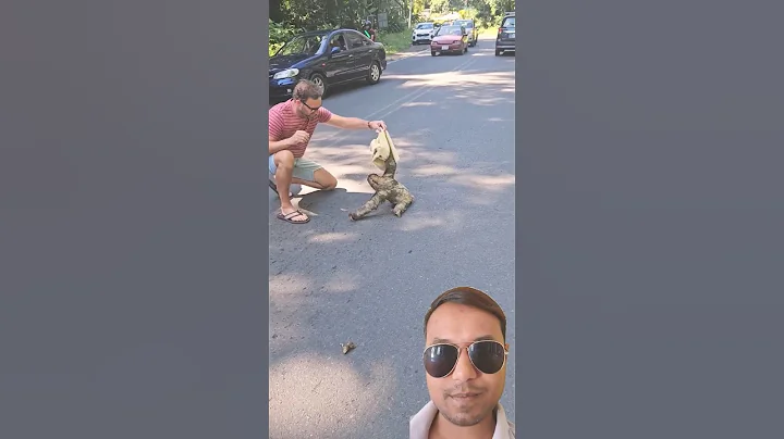 Man Rescued a Stranded sloth with Help from Another on Road
