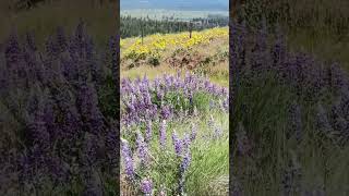 Mt Adams From a field of Sunflowers #shorts #shortvideo #viral #viralvideo #blessed