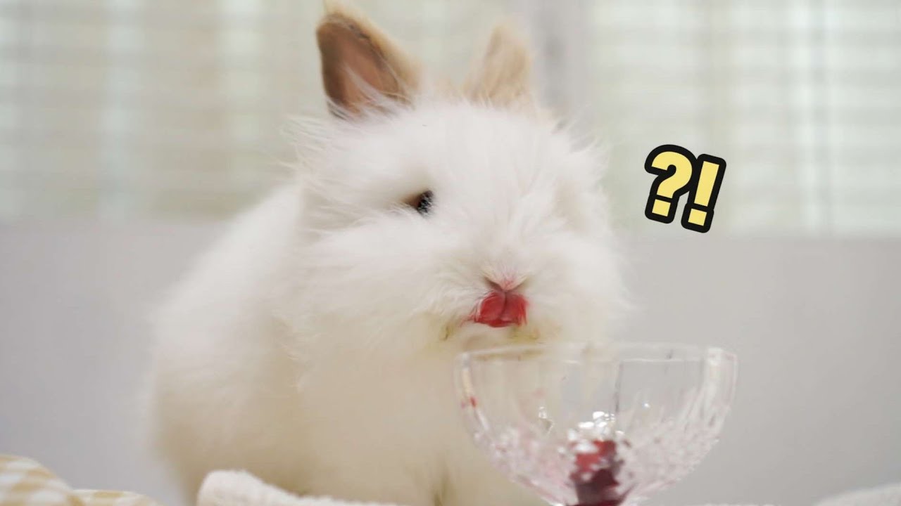 체리 먹다 사레들린 일곱 살 토끼 - YouTube