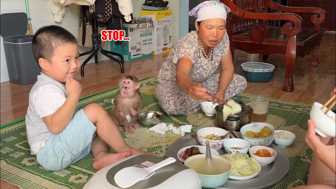 Monkey David bullies his brother during lunch