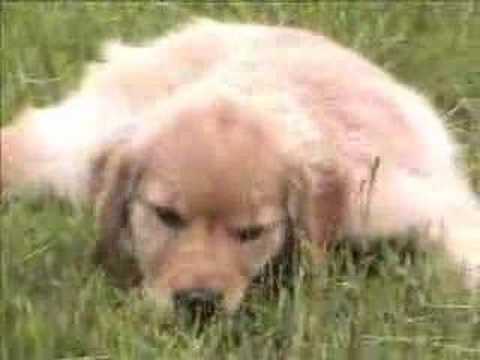 why do golden retrievers eat grass