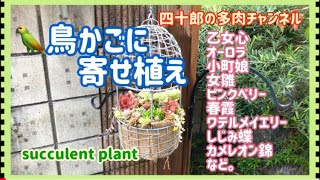 多肉植物 寄せ植え 鳥かごに寄せ植え Youtube