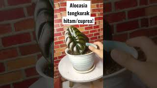 alocasia cuprea/tengkorak hitam