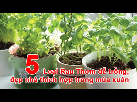 Video: Những Loại Gia Vị Nào Nên Dùng Vào Mùa Xuân