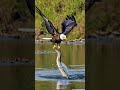 Epic Battle: Eagle vs. Snake in the Water 🦅🐍