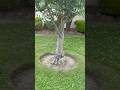 #beforeandafterlawn #lawnmowingbusiness #lawncare #backyardbliss #lifeisbutadream #lawnmaintenance