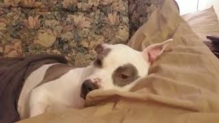 My Pit Bull Jackie Brown Video Pit Bulls Dangerous Huh? Not Likely