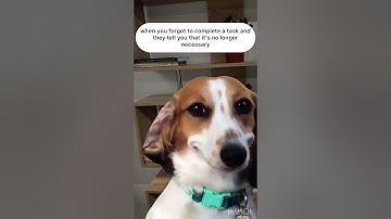 When you forgot to complete a task  #memes #memesvideo #funnyvideos #lol #memesdailyfunny #мемчик