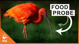 Scarlet Ibis  The Red Wonder of the Caribbean