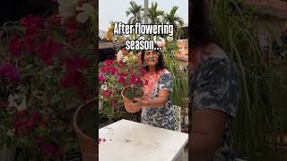 Best time to buy bougainvilleas is February to march in india