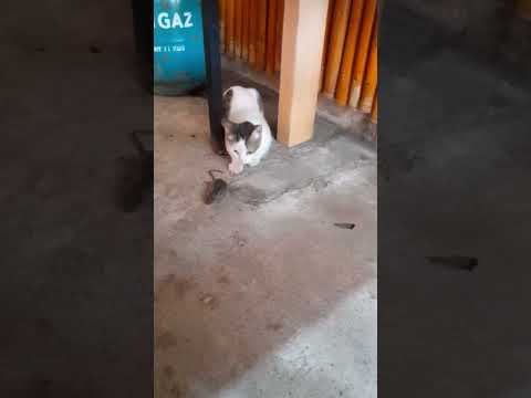 Cat carries Rat