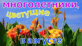 Неприхотливые садовые цветы многолетники, цветущие в августе