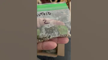 Team Wachuma Mutanoid Seedling Unboxing 