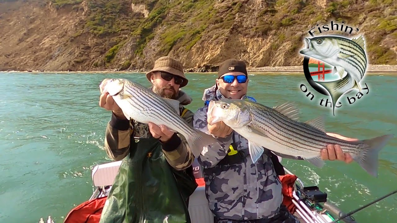 Epic Striper Fishing in San Francisco Bay Nonstop Action! YouTube