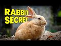 Japan's Rabbit Island SECRET | Ōkunoshima (大久野島), Hiroshima