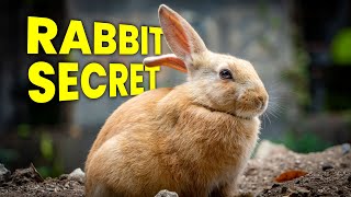 Japan's Rabbit Island SECRET | Ōkunoshima (大久野島), Hiroshima