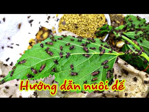 Video: Dế: chúng ăn gì trong tự nhiên và ở nhà