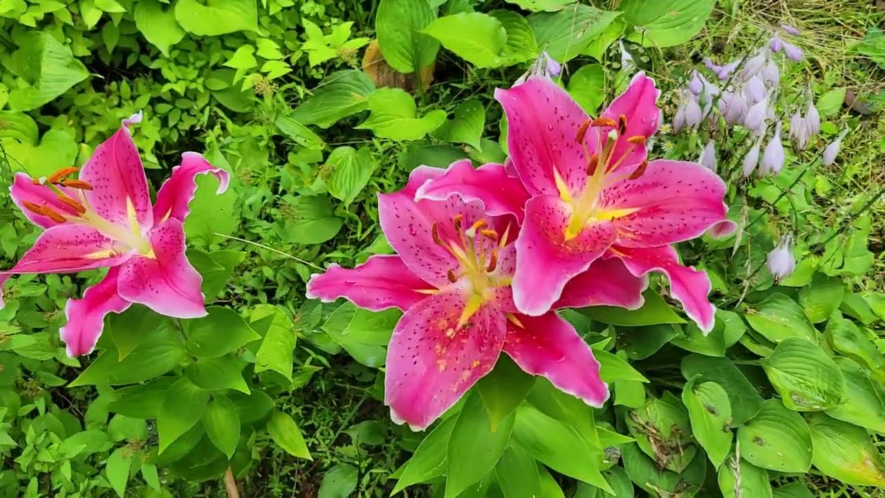 Yard Tour At Peak Flower (7/11/26)