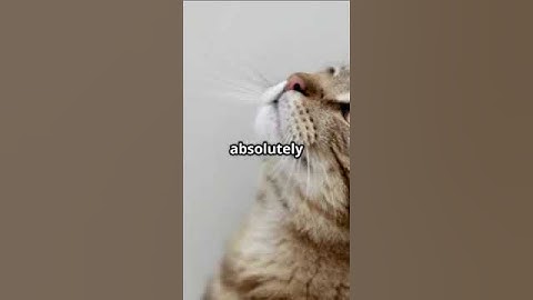 Cat vs. Invisible Enemy – You Won’t Believe Who Wins!