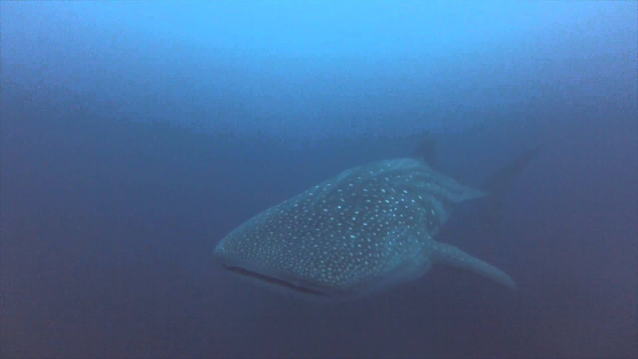 Two whale sharks in Malpelo