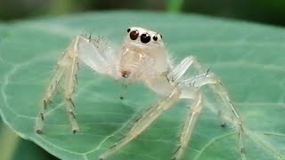 Very friendly White spider 🕸️