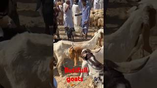 "Beautiful Goats and Sheep Standing Together — A Perfect Viral Moment from the Market! 🐐🐑💫"