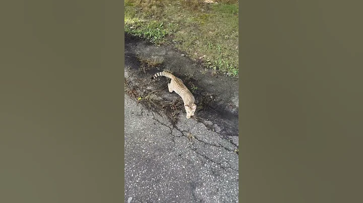 Watch the video about Savannah kitty’s Let’s go swimming!!! #savannahcats #cat #kittens #savannahlife