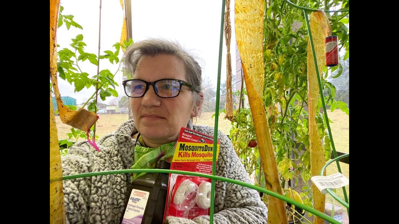 How to Get Rid of Fungus Gnats: They Tried to Take Over our World... - YouTube
