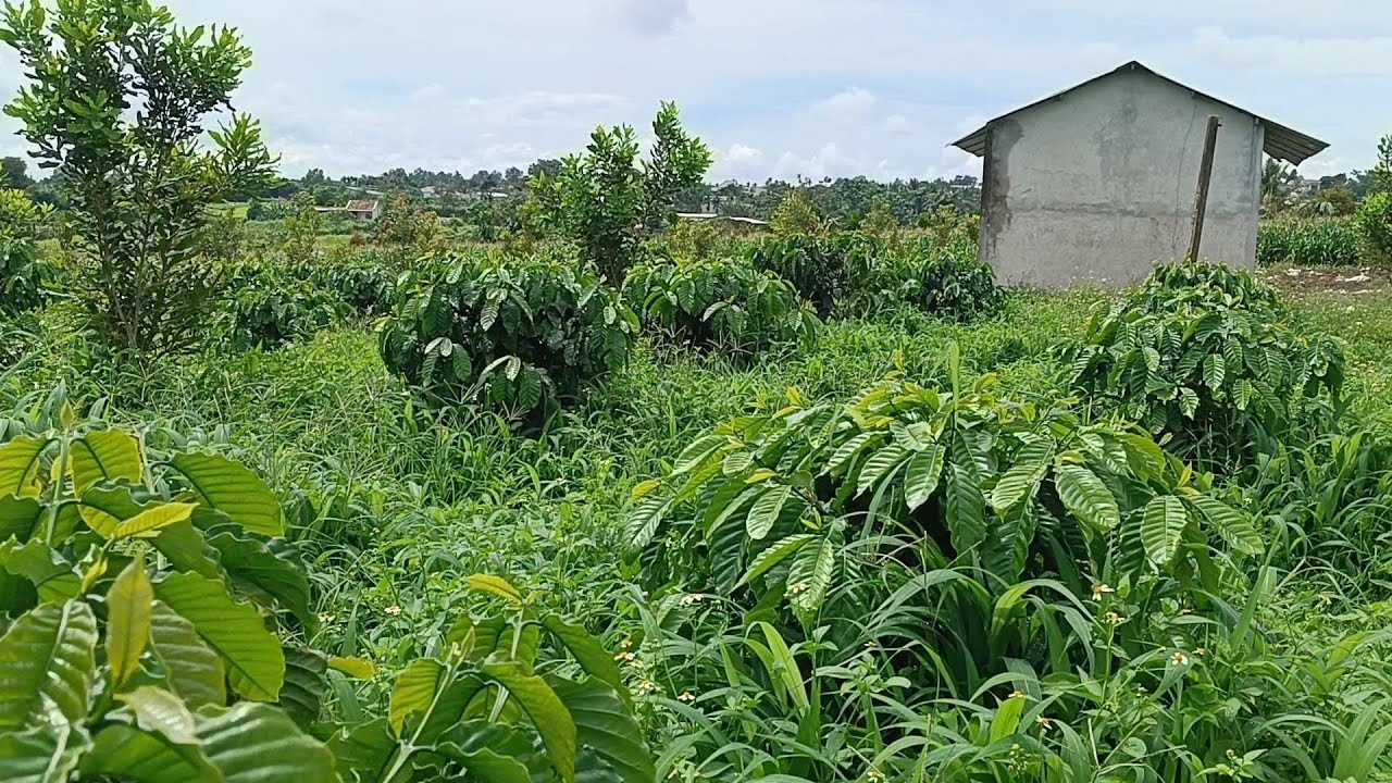 Vườn cà phê bị bỏ Hoàng cỏ mọc tốt um tùm không có thời gian làm || Mật TV
