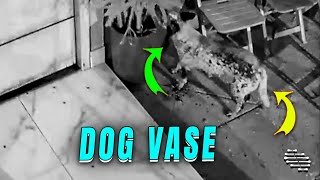 Curious Dog Bowls Over Precious Vase