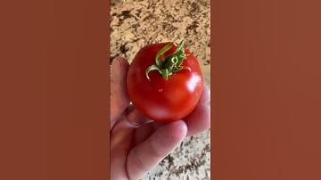 What to Do for Blossom Rot on Tomatoes #blossomrot #tomatoes #gardentomatoes #garden #veggiegarden