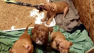 puppies 8 weeks old by Aftershock American bully 36 views 3 years ago 2 minutes, 23 seconds