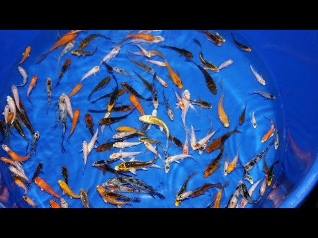cara budidaya ikan koi di kolam terpal cara budidaya ikan koi di kolam terpal