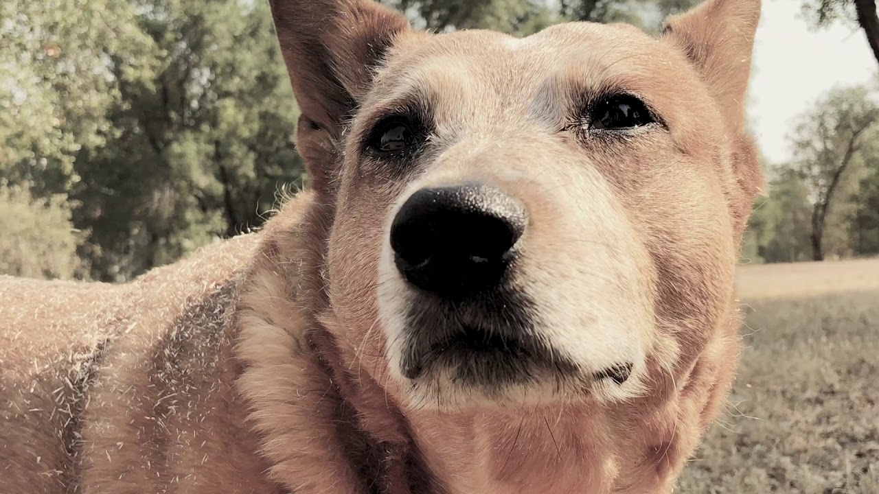 Cattle dog fully recovered from rattlesnake bite!