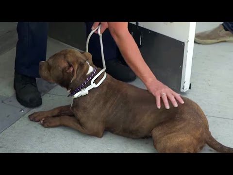 Videó: Pillanatok az eutanizálás előtt, Intern felfedezi az igazi okot a kutya paralízise mögött