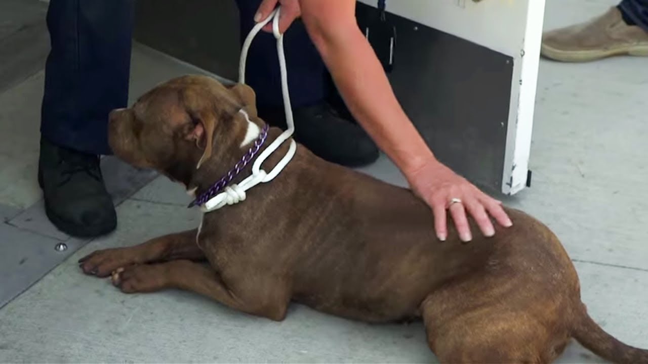 Dog Euthanasia Louis Theroux s LA Stories City Of Dogs BBC YouTube Dog Euthanasia Louis Theroux s LA Stories City Of Dogs BBC YouTube