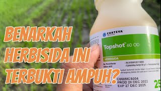 Aplikasi Herbisida Topshot 60Sc Yang Katanya Ampuh Basmi Rumput.