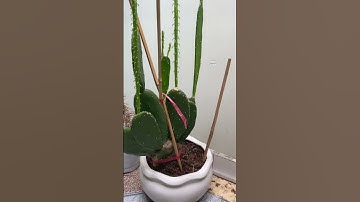 Chuẩn bị gì khi nuôi các bé rùa sulcata #ruacanh #sulcata