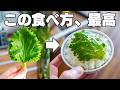 5分で作れる【ヤバい大葉漬け】米が一瞬で消える。包丁やまな板いらず!