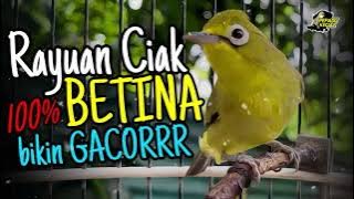 Ciak Ciak Kecial Kuning BETINA MERAYU‼️100% Bikin Kecial JANTAN Joss GACOR‼️