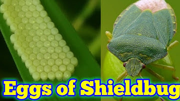 Green shieldbug (Palomena prasina)