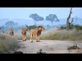 The Amazing Rise of the Tintswalo Male Lions | Princes of the Manyeleti