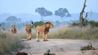 The Amazing Rise of the Tintswalo Male Lions | Princes of the Manyeleti