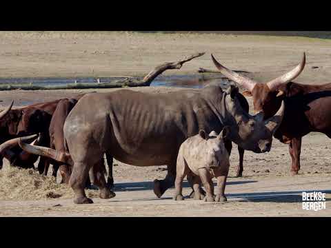 Video: Wat voor dieren leven er in de savanne?