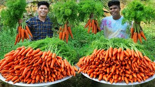 100 kg CARROT HALWA | Simple and Delicious Gajar Ka Halwa Recipe | Making In Our Village