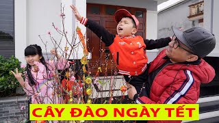 Trang Trí Cây Đào Tết | Bún Bắp Family