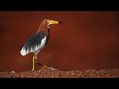 Chinese Pond-Heron I Migratory Bird Species I Birds of Andamans #NatureattheBest