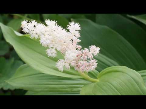 Видео: Терапию триллиума можно купить?