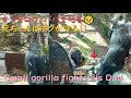 キンタロウ、ゲンタロウを守るためパパに立ち向かう♪モモタロウの手加減した一撃で倒される姿が可愛い♪