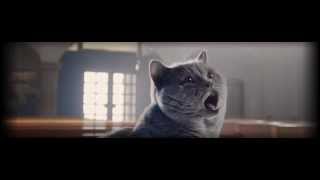 British shorthair caterry Beauty of Freya: Umberto - commercial by Beauty Of Freya Cattery 696 views 8 years ago 7 seconds